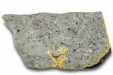 Very Vibrant, Polished Bumblebee Jasper Section #284201-1